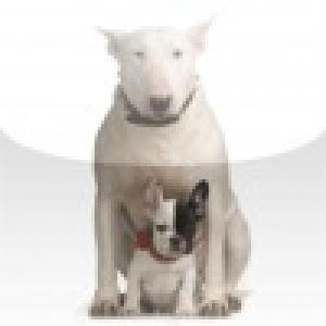  Bull Terrier with a puppy Slide Puzzle (2010). Нажмите, чтобы увеличить.