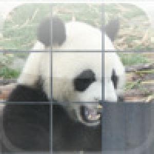  Panda Puzzle (2009). Нажмите, чтобы увеличить.