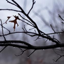 Winter’s Dream Lullaby From the Short Film Winter’s Dream Lullaby From the Short Film