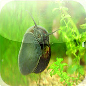  Snail Bob (2012). Нажмите, чтобы увеличить.