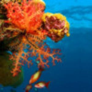  Animated Aquarium Theme (2009). Нажмите, чтобы увеличить.