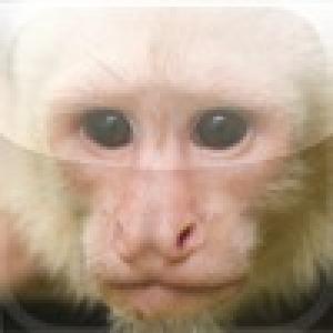  Capuchin Test (2009). Нажмите, чтобы увеличить.