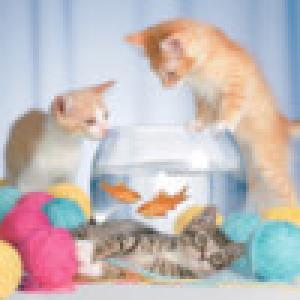  Catz (2009). Нажмите, чтобы увеличить.