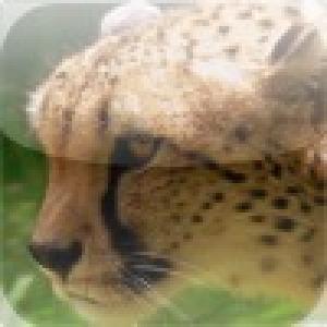  Cheetah Attack! (2010). Нажмите, чтобы увеличить.