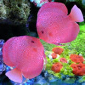  Crazy Kissing Fish (2010). Нажмите, чтобы увеличить.