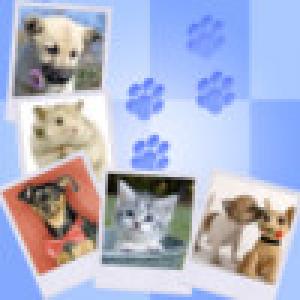  Cute n Funny Pets (2009). Нажмите, чтобы увеличить.