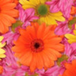  Daisy Theme (2009). Нажмите, чтобы увеличить.