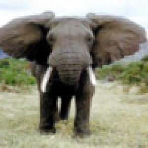  Elephant (2009). Нажмите, чтобы увеличить.