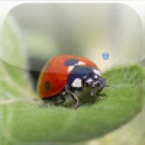  Flick-A-Bug (2009). Нажмите, чтобы увеличить.