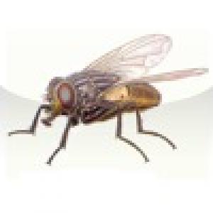  iZvoov (2009). Нажмите, чтобы увеличить.