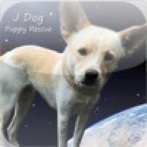  J Dog Jump - Rescue Puppies (2010). Нажмите, чтобы увеличить.