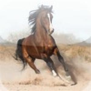  Like a Horse (2010). Нажмите, чтобы увеличить.