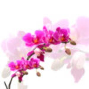  Orchid Theme with Tone (2009). Нажмите, чтобы увеличить.