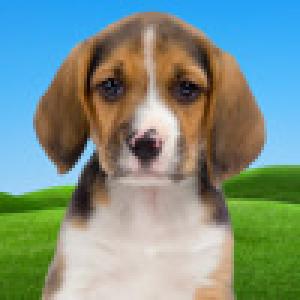  Puppy Palooza (2009). Нажмите, чтобы увеличить.