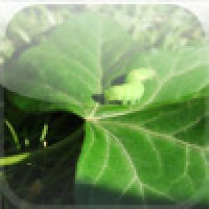  Silkworm 3D (2008). Нажмите, чтобы увеличить.