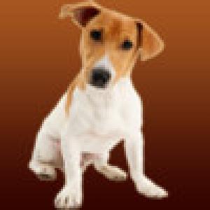  Themes in Motion: Dogs (2009). Нажмите, чтобы увеличить.