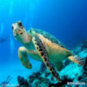  Underwater Scuba (2009). Нажмите, чтобы увеличить.