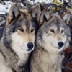  Wolf Sounds (2009). Нажмите, чтобы увеличить.