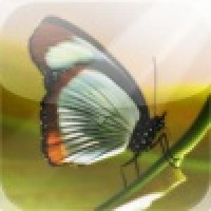  Zenses Rainforest (2010). Нажмите, чтобы увеличить.