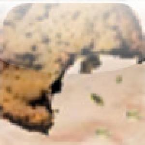  Chomp! (2009). Нажмите, чтобы увеличить.