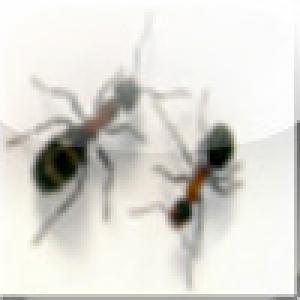  iAntz (2008). Нажмите, чтобы увеличить.