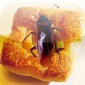  iCatch Roach (2009). Нажмите, чтобы увеличить.