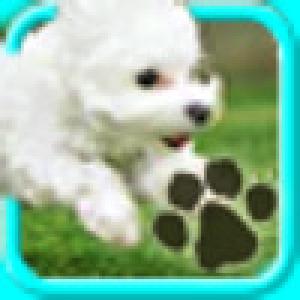  PicHunt Pets Premium Edition (2010). Нажмите, чтобы увеличить.