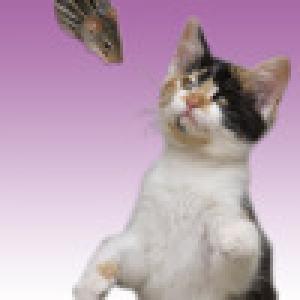  Cat Cat Mouse - Memory game for people who love cats! (2009). Нажмите, чтобы увеличить.