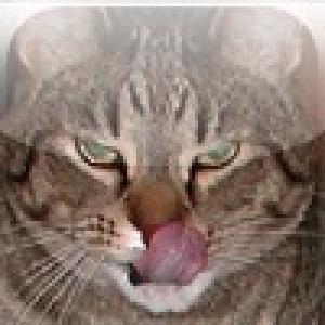  Meow Match (2009). Нажмите, чтобы увеличить.