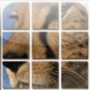  Slide Me:Animals (2009). Нажмите, чтобы увеличить.