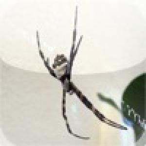  Spider Solitaire Max (2010). Нажмите, чтобы увеличить.