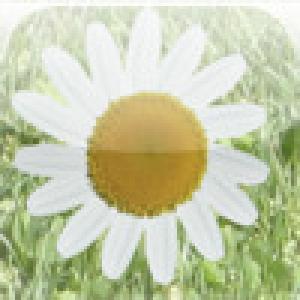  Sweet-Heart (2009). Нажмите, чтобы увеличить.