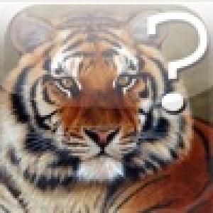  A Wild Cats Quiz (2010). Нажмите, чтобы увеличить.