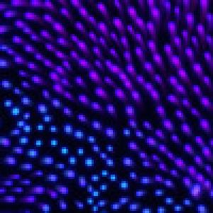  Anemona (2010). Нажмите, чтобы увеличить.