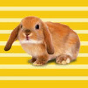  Animal Game (2009). Нажмите, чтобы увеличить.