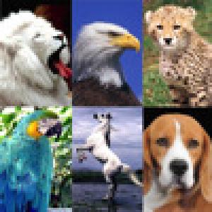  Animal Slider (2010). Нажмите, чтобы увеличить.