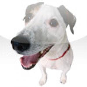  Animals Sound Machine (2008). Нажмите, чтобы увеличить.