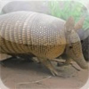  Armadillo Slide Puzzle (2010). Нажмите, чтобы увеличить.
