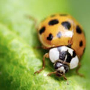  Biology 101 (2010). Нажмите, чтобы увеличить.