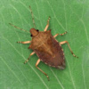  Bugfarm Mobile (2009). Нажмите, чтобы увеличить.