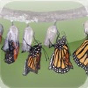  Butterflies Slide Puzzle (2010). Нажмите, чтобы увеличить.