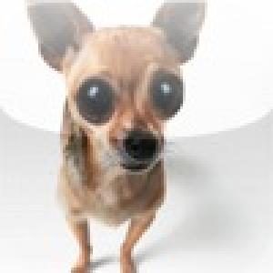  Crazy Chihuahua Slide Puzzle (2010). Нажмите, чтобы увеличить.