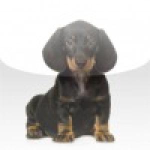  Dachshund Slide Puzzle (2010). Нажмите, чтобы увеличить.