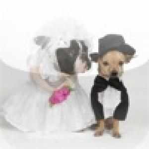  Dog Wedding Slide Puzzle (2010). Нажмите, чтобы увеличить.