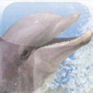  Dolphin (2009). Нажмите, чтобы увеличить.