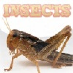  Find the Insect (2010). Нажмите, чтобы увеличить.