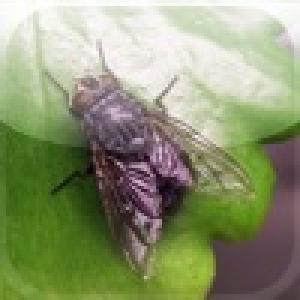  Fly Smack (2009). Нажмите, чтобы увеличить.