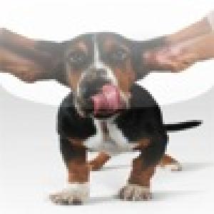  Flying Dog Slide Puzzle (2010). Нажмите, чтобы увеличить.