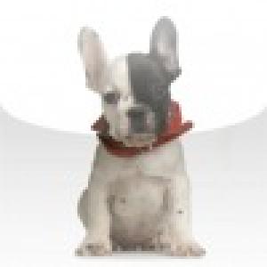  French Bulldog Slide Puzzle (2010). Нажмите, чтобы увеличить.