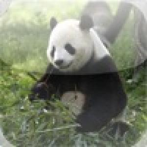  Giant Panda Slide Puzzle (2010). Нажмите, чтобы увеличить.